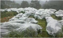 蘋果樹如何預防寒潮災害？